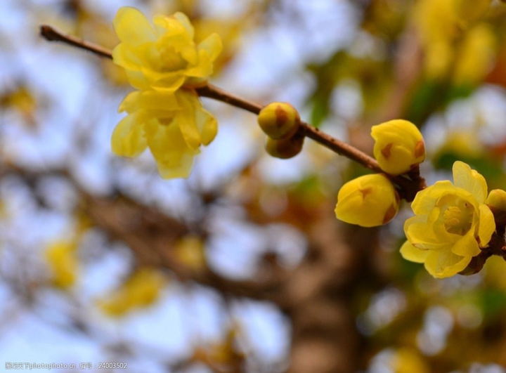 歲末時(shí)節(jié)百花盡，獨(dú)見(jiàn)蠟梅寒中香---感悟冬季蓉城“梅香”